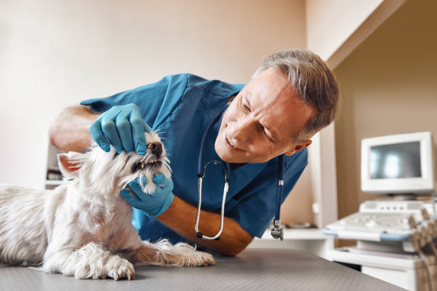 Best Broken or Chipped Tooth Repair in Beacon Square, FL